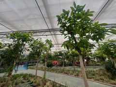 -南宫五洲植物乐园