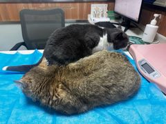 -宠福鑫动物医院(城北分院)