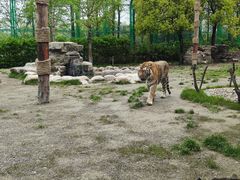 -上海野生动物园老虎餐厅