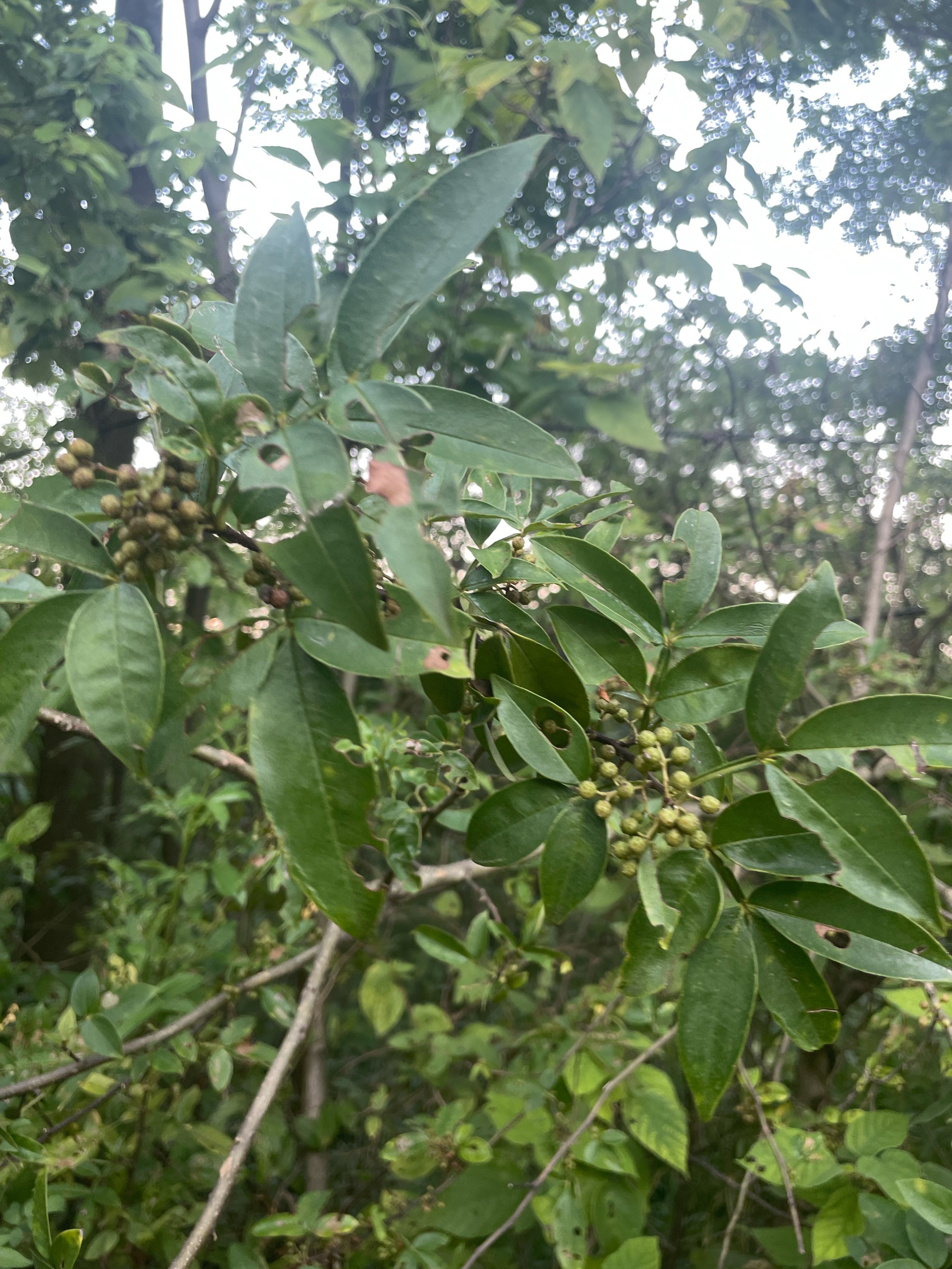 野花椒 今天摘的盆满钵满