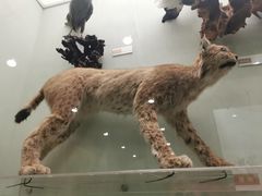 -国家自然博物馆