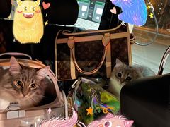 -猫大福·Fortune Cat猫舍(百子湾店)