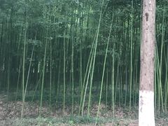 -黄海国家森林公园