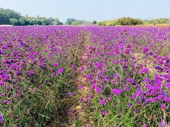 -北京东方普罗旺斯薰衣草庄园