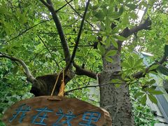 -呀路古热带植物园