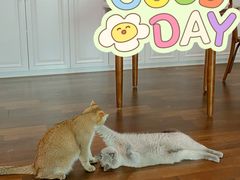 -猫大福·Fortune Cat猫舍(百子湾店)