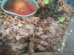 -上海大自然野生昆虫馆(东方明珠·爬宠昆虫探索中心)