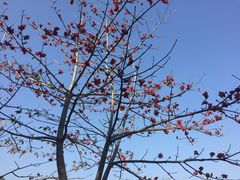 -金鸡山公园