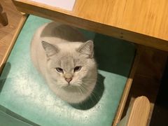 -猫色咖啡·猫咖