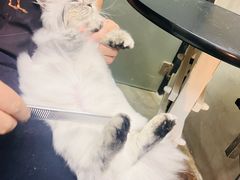 -PETKIT小佩宠物·低压洗护(国顺东路店)