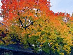 -灵谷景区