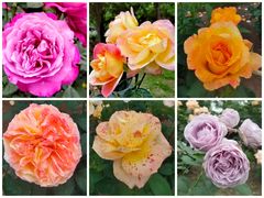 -上海辰山植物园