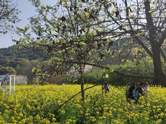-苏州上方山国家森林公园