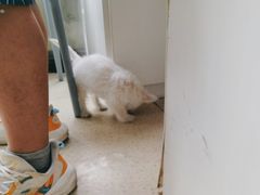 -萌兽医馆·宠物医院·猫骨科(创景店)