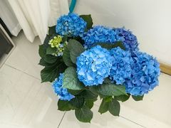 -溪岸路花鸟市场