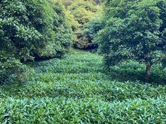 -天目湖山水园