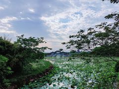 -上海海湾国家森林公园