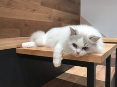 -瞄一喵猫咖(格力海岸店)