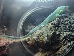 -帕帕拉兹宠物(亚洲旗舰店)