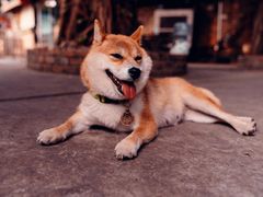 -柴犬高等学院·狗咖·柴犬售卖·宠物训练