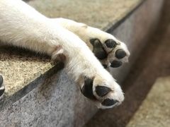 -more than meow吴止猫主题餐厅(承德 中船汇店)