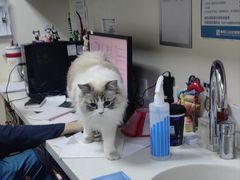 -美联众合动物医院·24h转诊中心