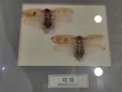 -上海昆虫博物馆