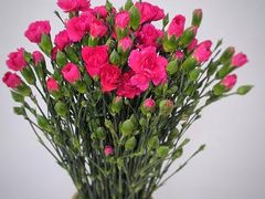 -沪花拾者(好再来花卉鲜花店)