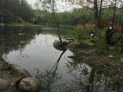 -新江湾城公园