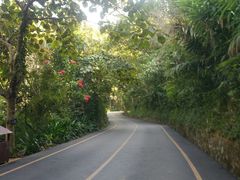 -西双版纳原始森林公园