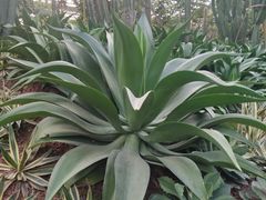 -呀路古热带植物园