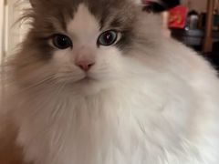 -汪喵宠物医院·骨科心脏影像·犬猫急重症ICU诊疗中心(成华分院)