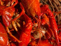 -蚝翅·海鲜粥·烧烤·宁夏滩羊季(玉米楼店)