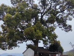 -桑洲油菜花景区