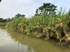 -大湾区中央湿地公园