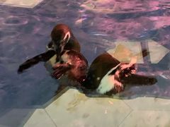 -帝企鹅自助餐厅•儿童岛•真企鹅(长隆企鹅酒店)