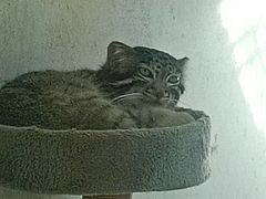 -青藏高原野生动物园