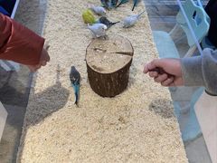 -怪兽屋·羊驼·猫咖·狗咖(俊华广场店)