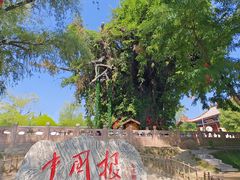 -大槐树寻根祭祖园