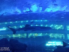 -成都浩海立方海洋公园