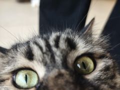 -藏猫猫咖啡主题馆(中央大道店)