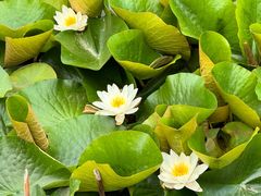 -沈阳植物园