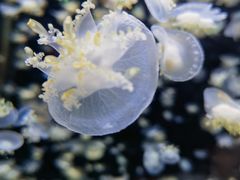 -太平洋海底世界