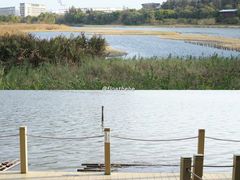 -华侨城湿地公园