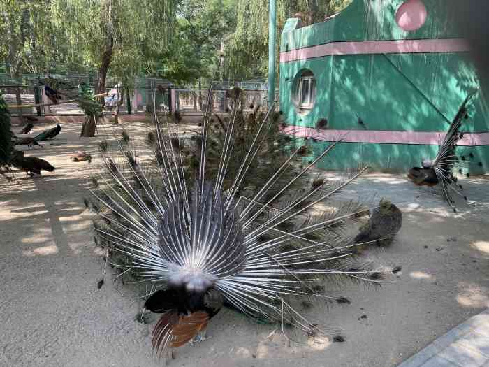 银川动物园-"小时候经常去,感觉动物不是特别多,但还是.