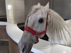 -中国马镇舞马世界主题乐园