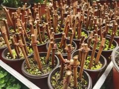 -海堤葡萄园中小学生研学基地