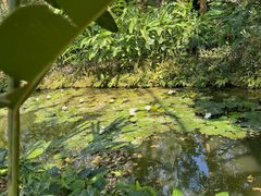 -中国科学院西双版纳热带植物园
