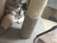 -屋虎猫馆(宝安大仟里店)