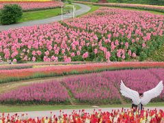 -径山花海